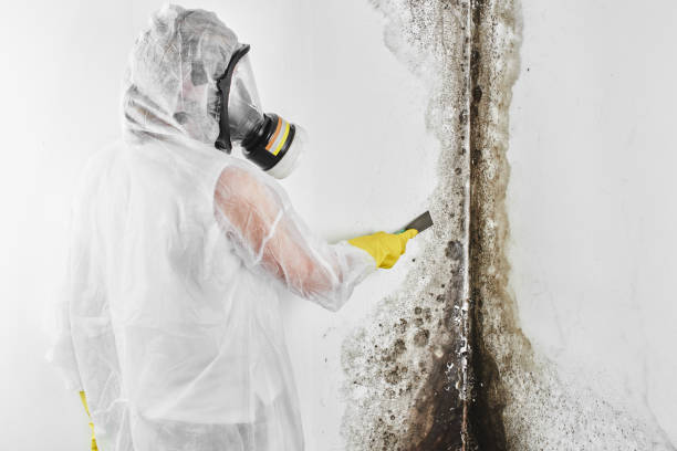 Best Mold Remediation for Specific Building Types in USA